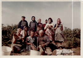 1969 Bei der Weinlese A. Willner, M. Steiner, J. Steiner, M.Szigeti, E. Frank, K. Schiermayer (Lini), M. Ecker, Th. Ecker, S. Moser verh. Wagner, Fr. Kieszler, K. Willner 51T