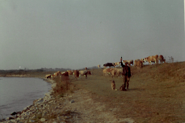 1965 Kühe an der Leitha, Kuh Hüter G. Pinz 119ZWE