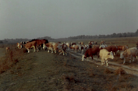 1965 Kühe an der Leitha 120ZWE