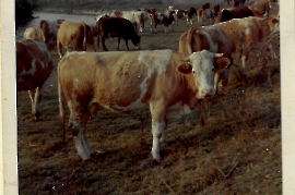 1965 Kühe an der Leitha 121ZWE