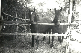 1960 Pferde bei Meixner 21MF
