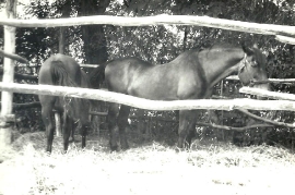 1960 Pferde bei Meixner 22MF