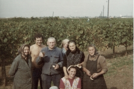 1977 Weinlese Fr. Göbl, J. Pamer, J. Göbl, Fr. Hinterleitner, Fr. Beck, Fr. Pflamitzer, vorne M. Dürr, L. Meixner 23ME