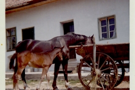 1967 Am Bauernhof 29WS