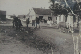 1960 Kühe und Pferde im Dorf 2SM