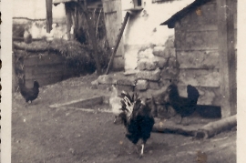 1935 im Hühnerhof 34PJ