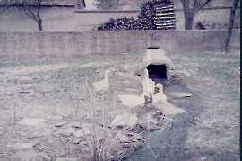 1970er Gänse u. Wasserlauf (Rina) im Pschaiden Hof 396PMI
