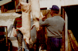 1975 Schweineschlachtung 417PMI