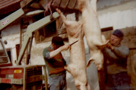 1975 Schweineschlachtung R. M. Pschaiden 419PMI