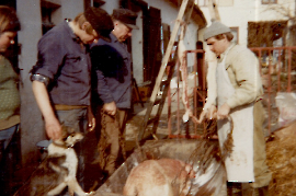 1975 Schweineschlachtung R. M. Pschaiden, L. Muth 420PMI