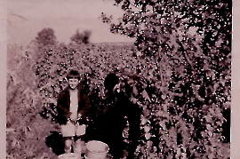 1950er bei der Weinlese 52MIA