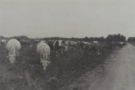 1950er Kühe auf der Weide 9SM