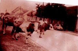 1950er Kühe im Dorf 13WE