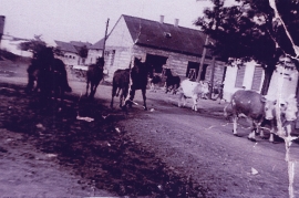 1950er Kühe und Pferde im Dorf 17WE