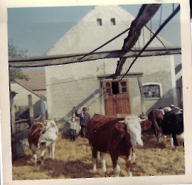 1968 Letzter Viehaustrieb in Zurndorf, Horst, Andreas Meixner (1890-1980) 48MEI