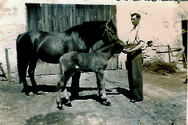 1960er Johann Schneemayer mit Pferde 101SCHP