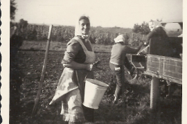 1958 Fr. Rehberger bei der Weinlese 139RM